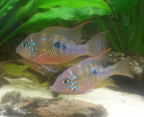 T.ellioti14.jpg