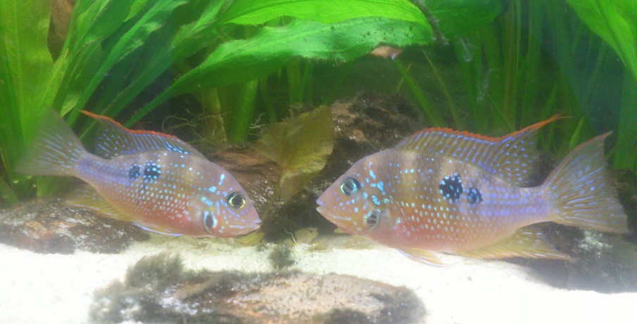 T.ellioti16.jpg