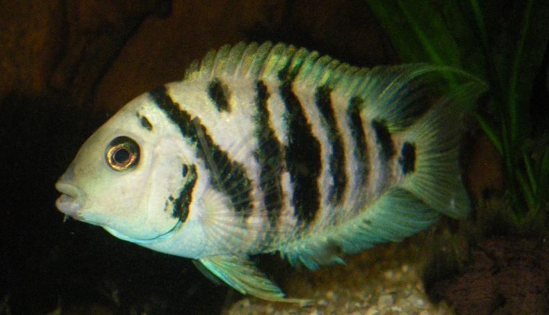 A.siquia12.JPG