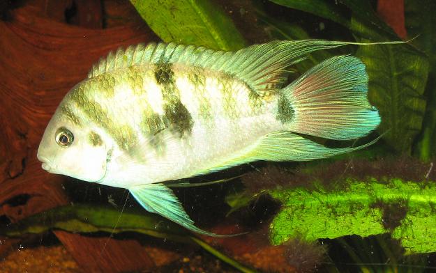 A.siquia02.JPG