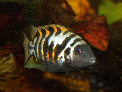 A.nigrofasciata.jpg