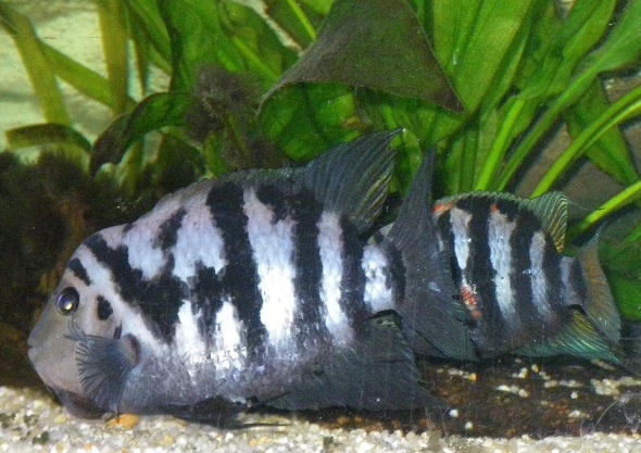A.nigrofasciatus22.jpg