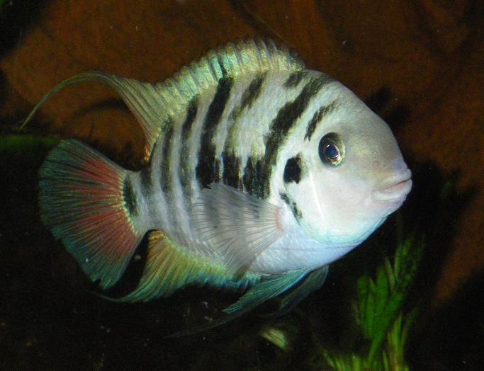 A.siquia11.JPG