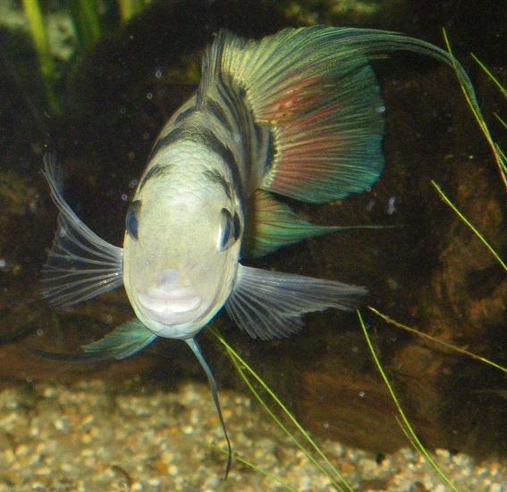 A.siquia10.JPG