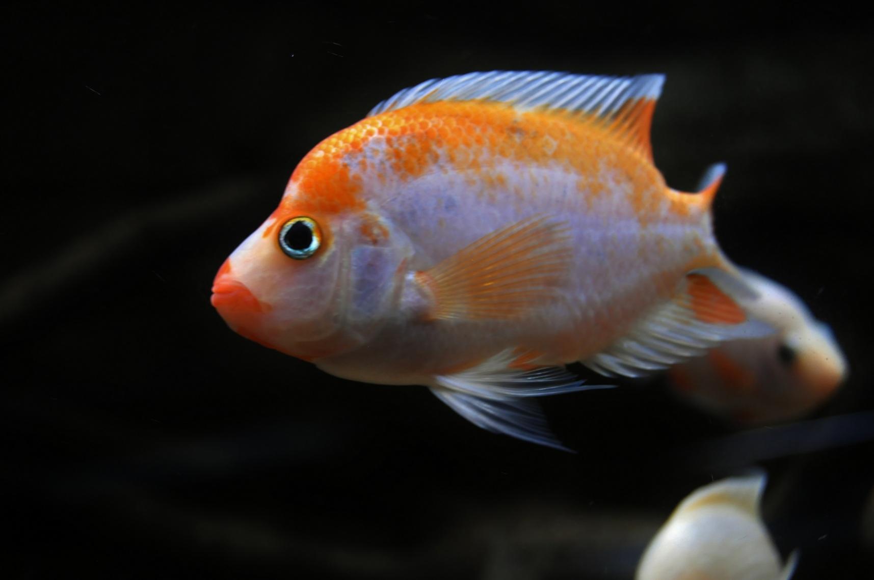 Blandat 036.jpg