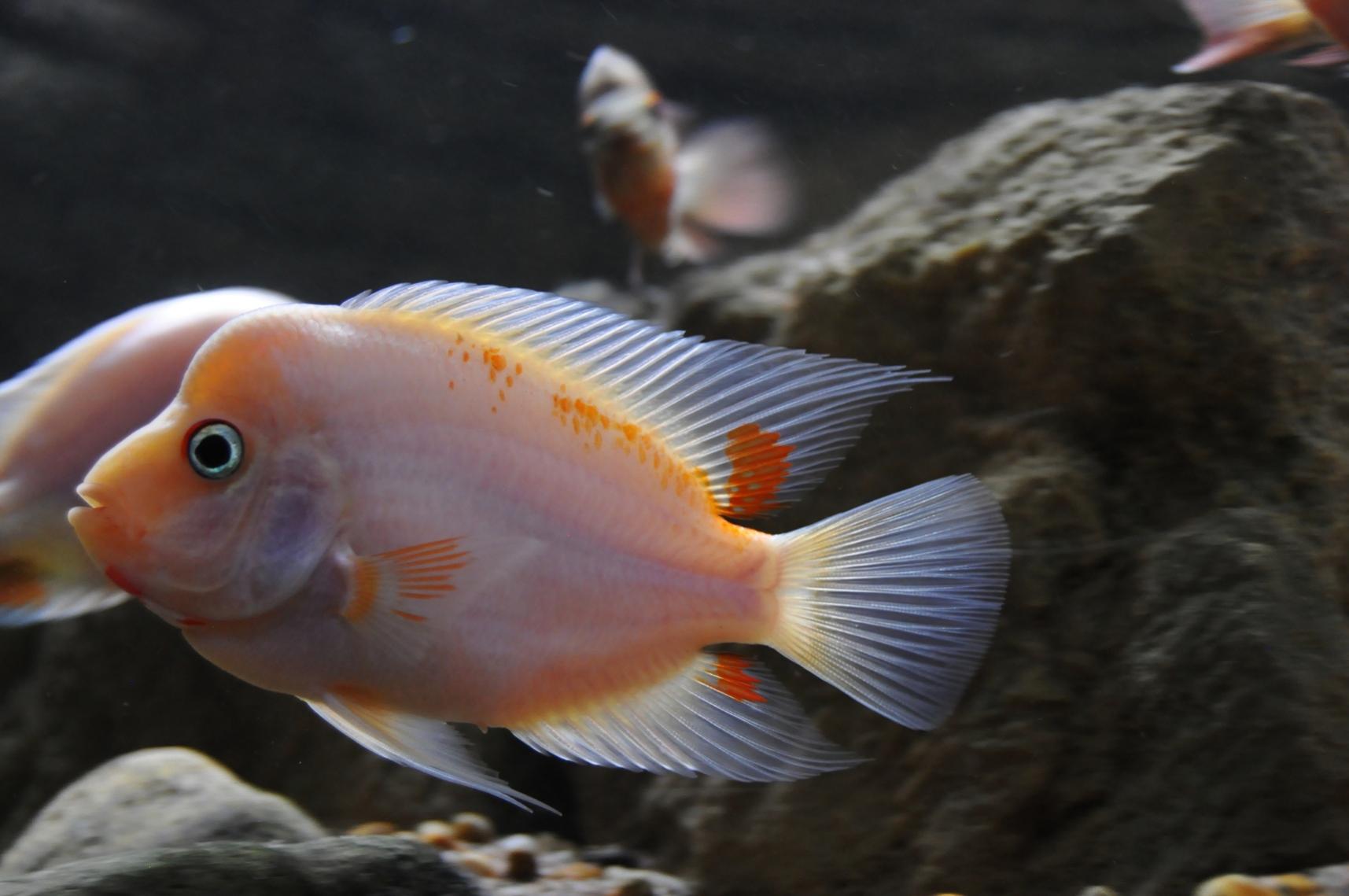Blandat 037.jpg