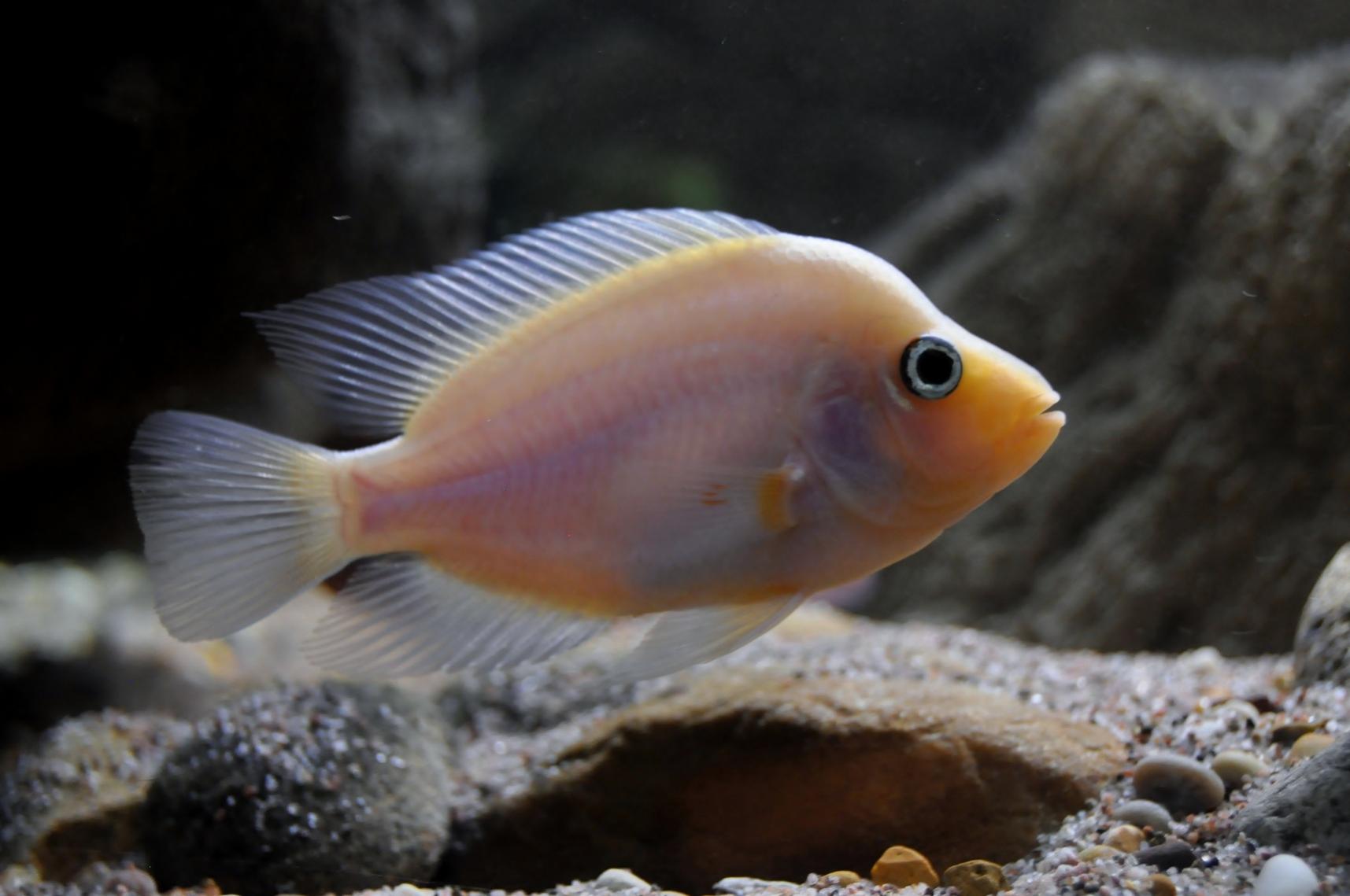 Blandat 033.jpg