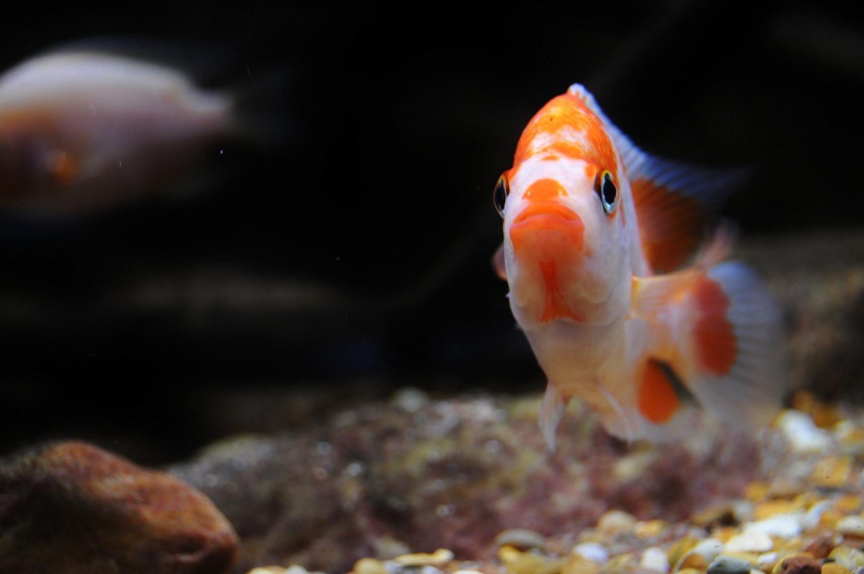 Blandat 035.jpg
