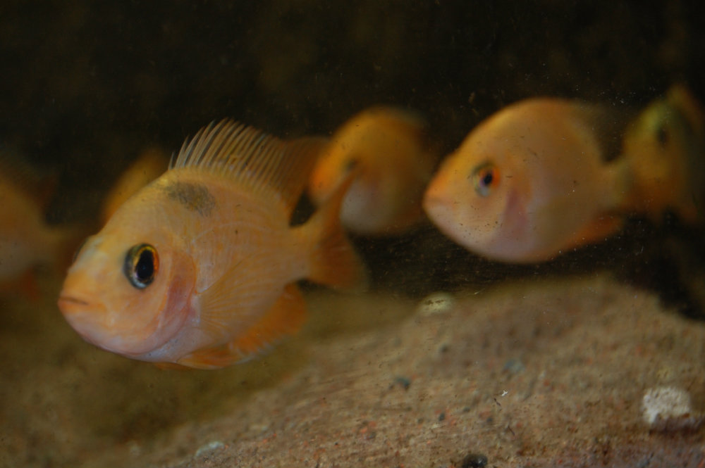 Citrinellus.jpg