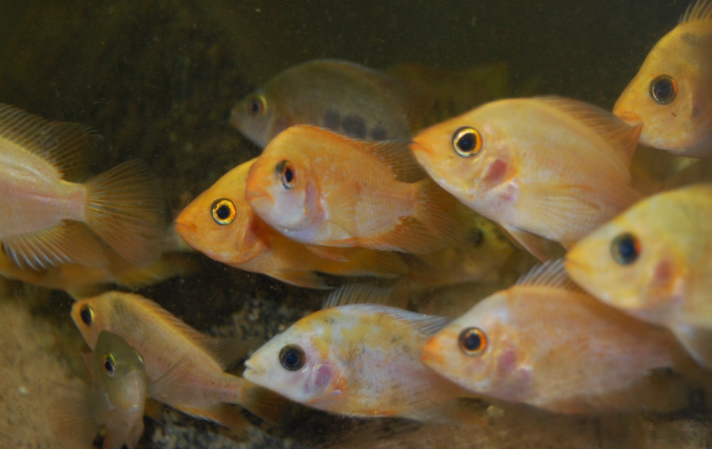Citrinellus2.jpg