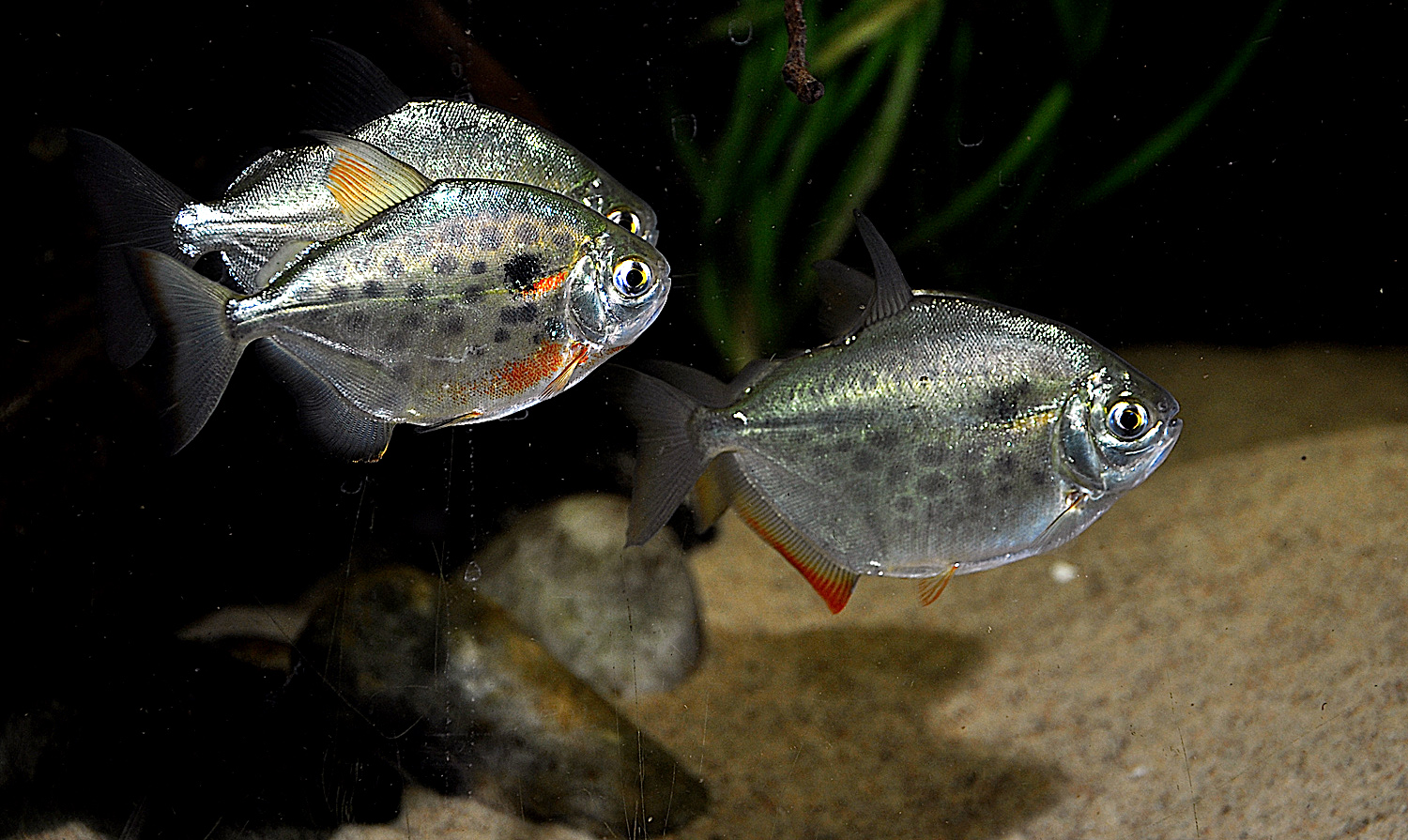 Ho&#776;st_3217.JPG