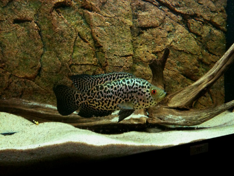 jaguarciklid1014.jpg