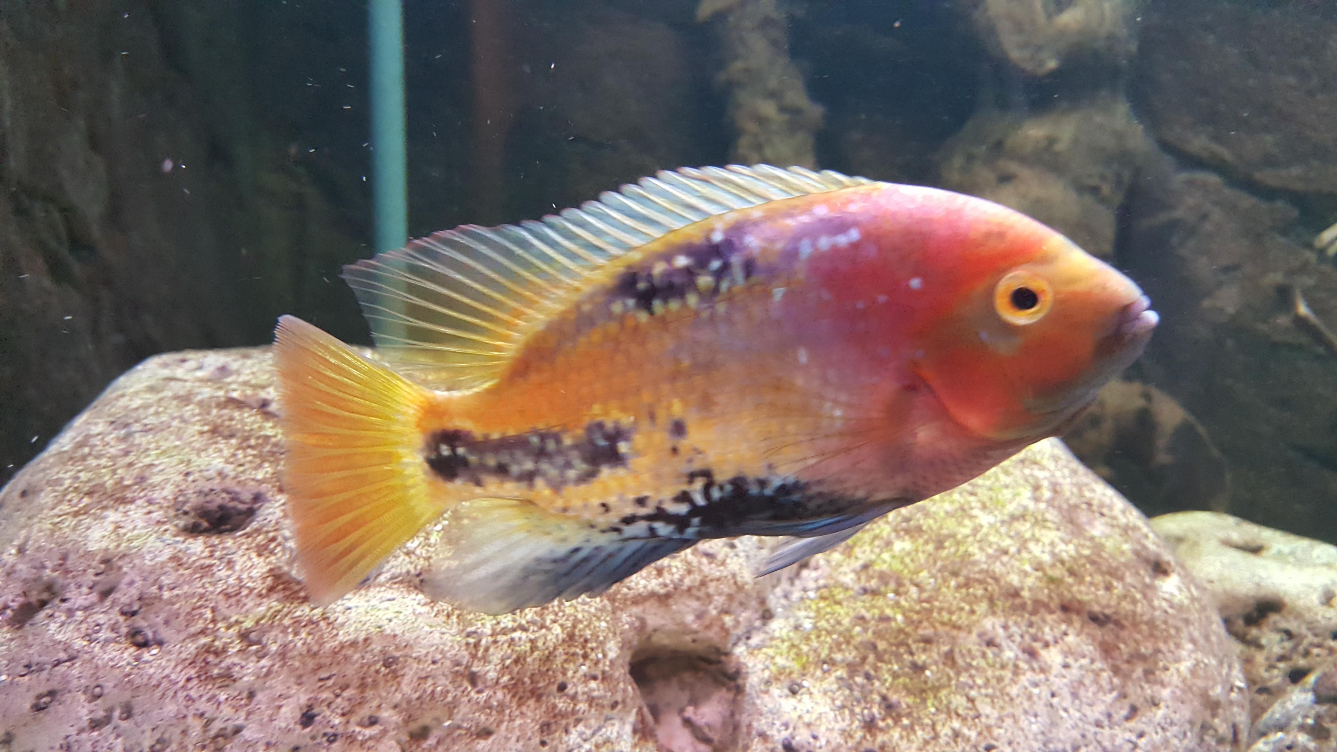 Vieja synspila 20170107_171739.jpg