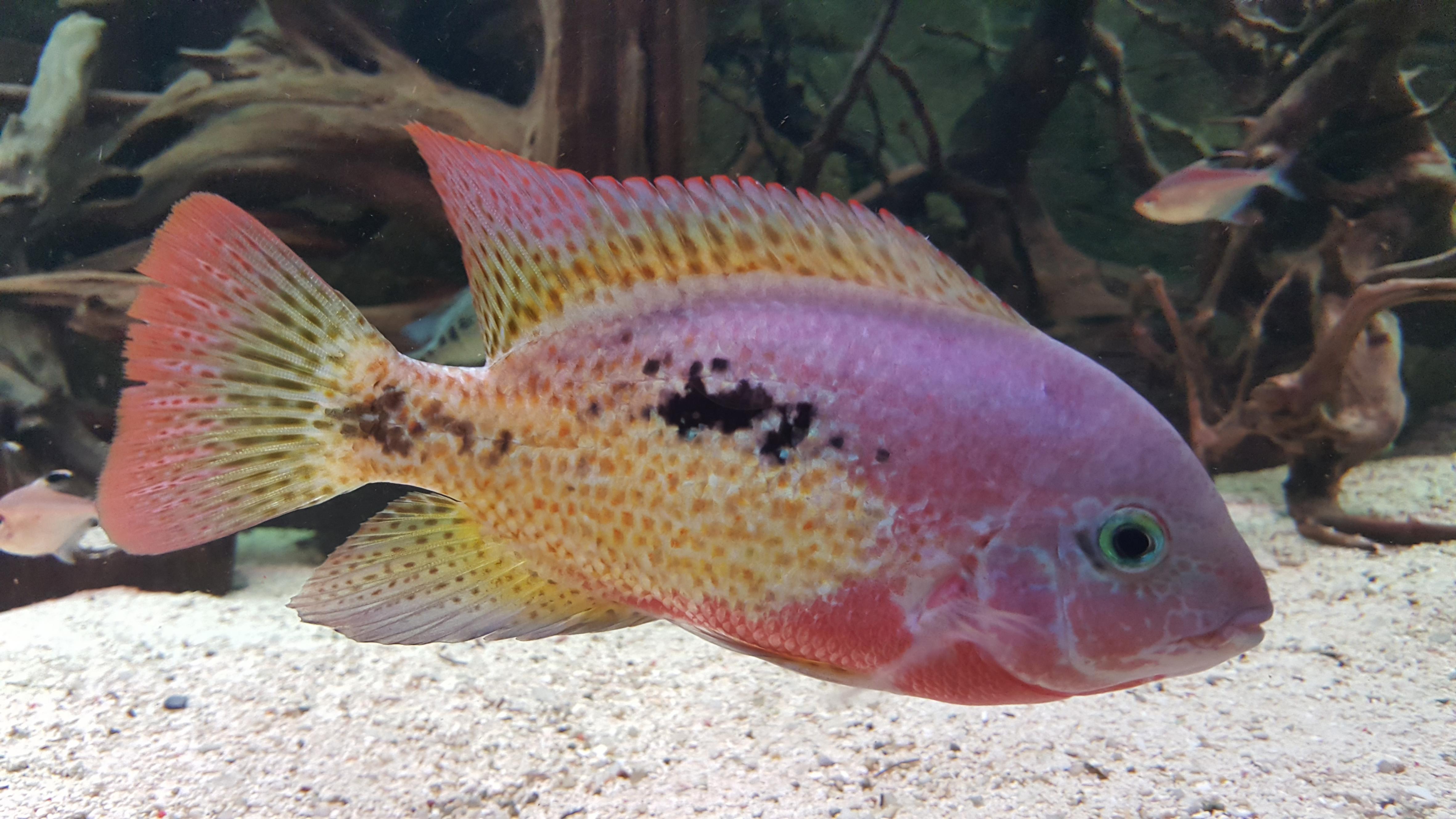 Vieja bifasciata Rio Chacamax 20170107_172349.jpg