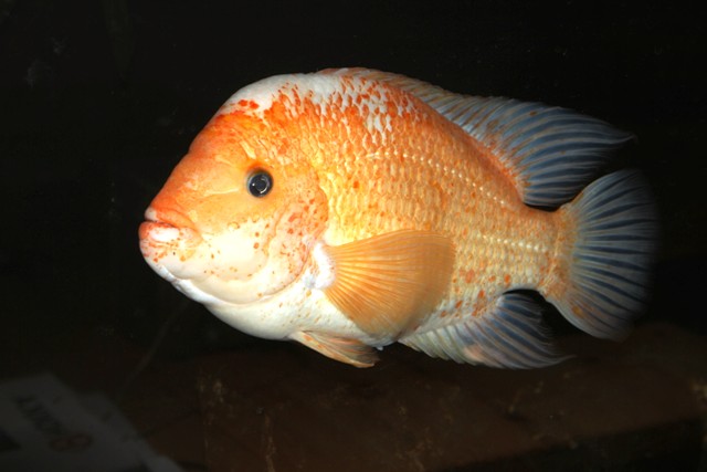 Lab hanne 20150625.JPG