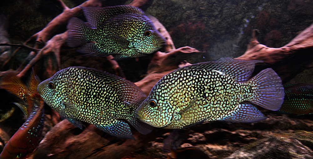 H_carpintis_20111125_310.jpg