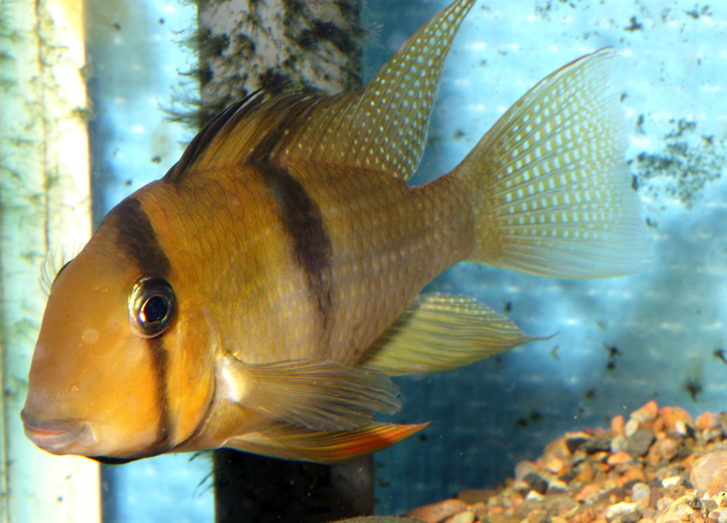 Guianacara-surriver.jpg