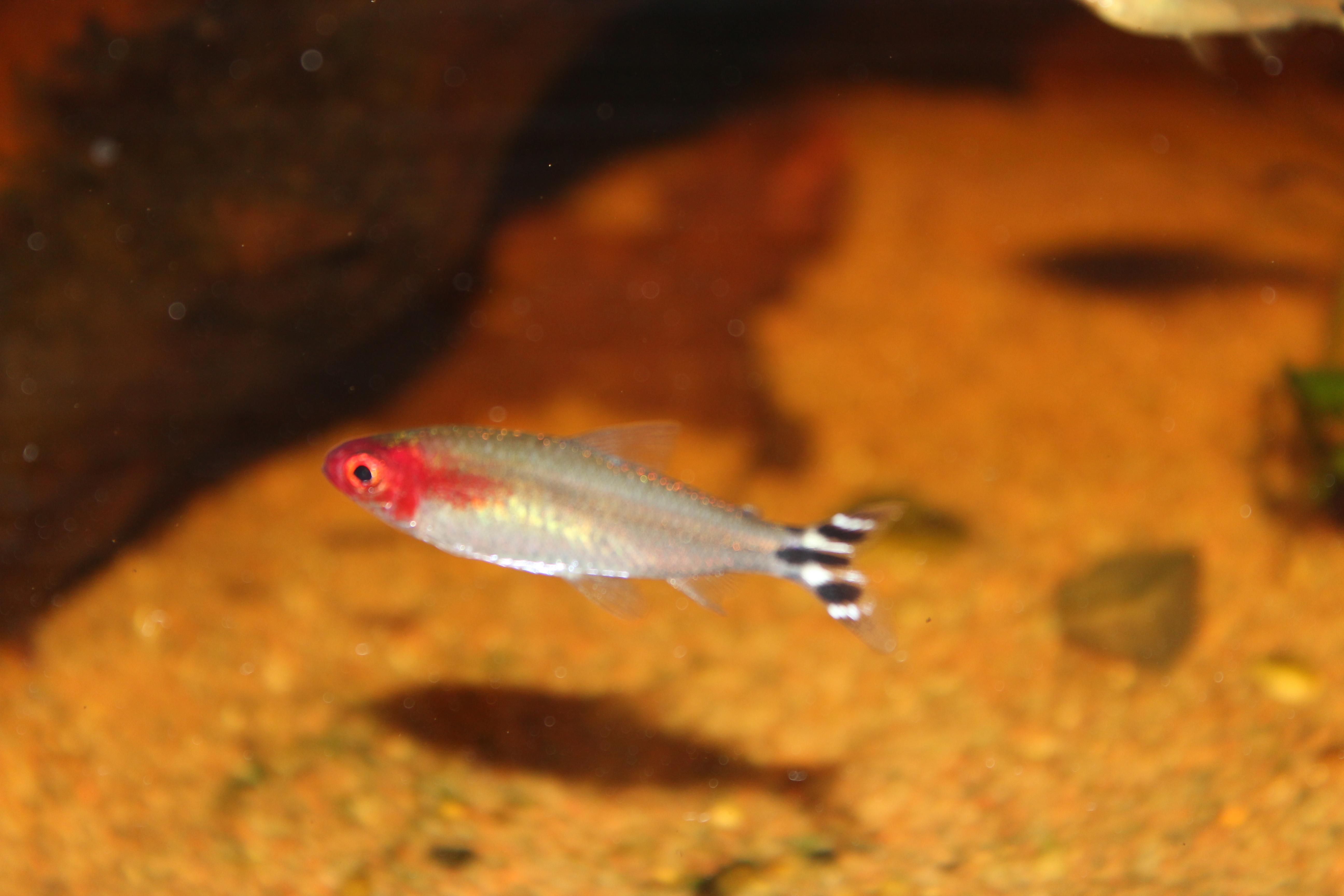 Apistogramma karen. 364.jpg