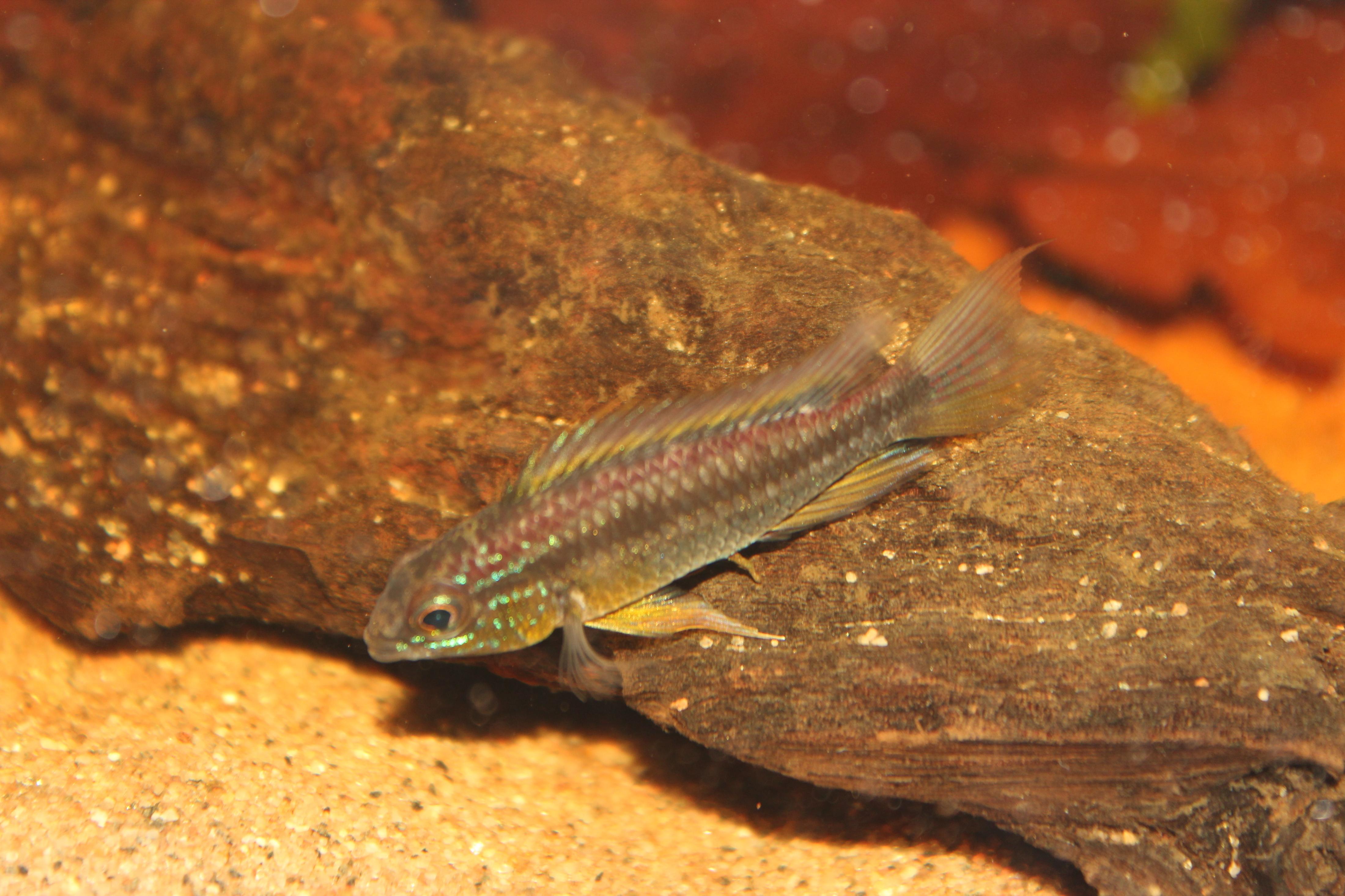 Apistogramma karen. 331.jpg