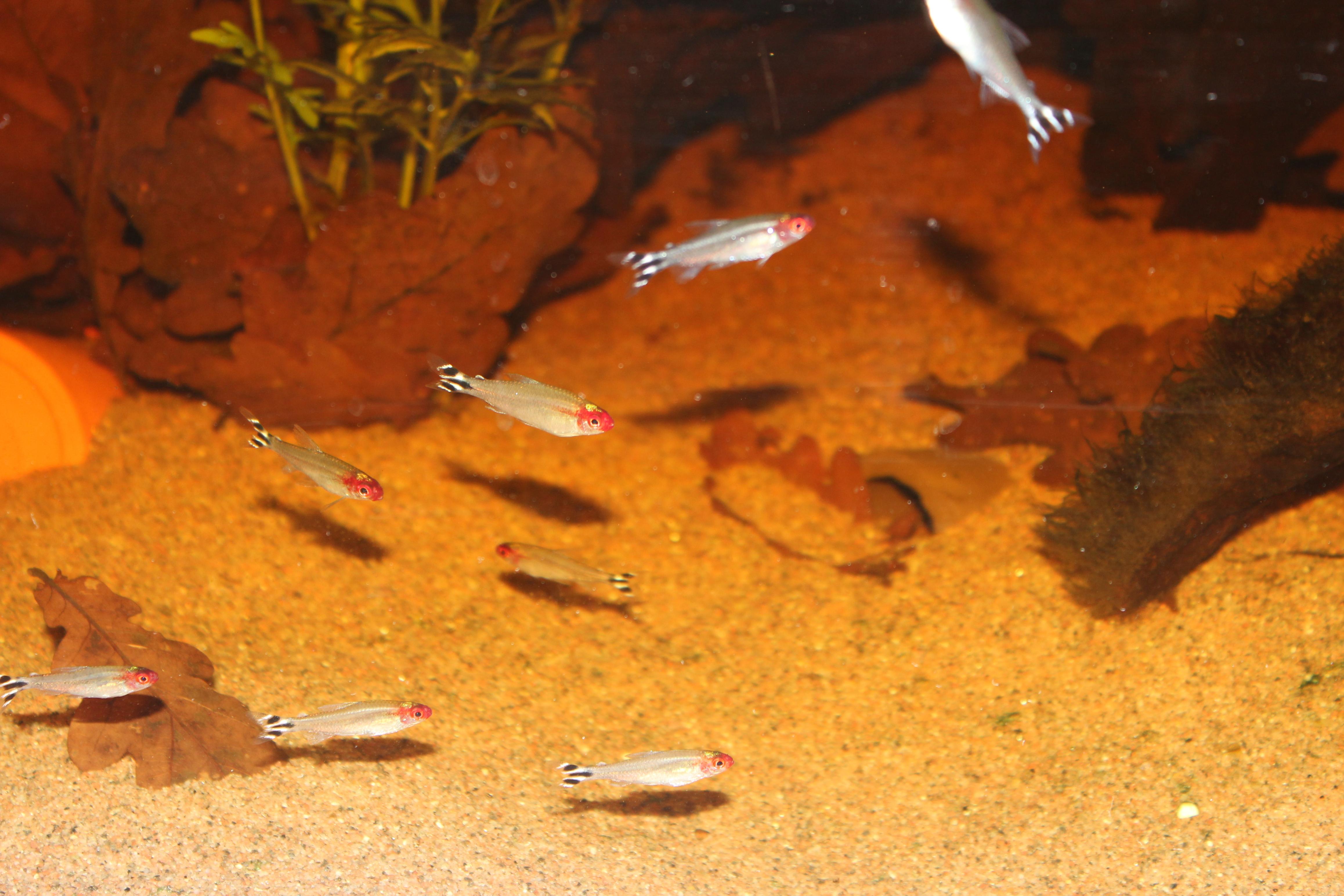 Apistogramma karen. 367.jpg