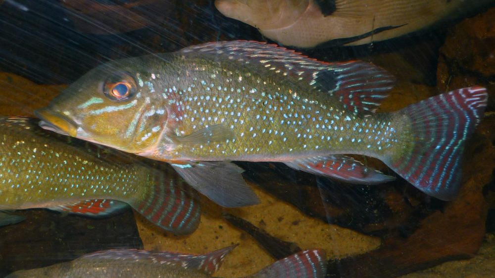 Retroculus xinguensis.jpg