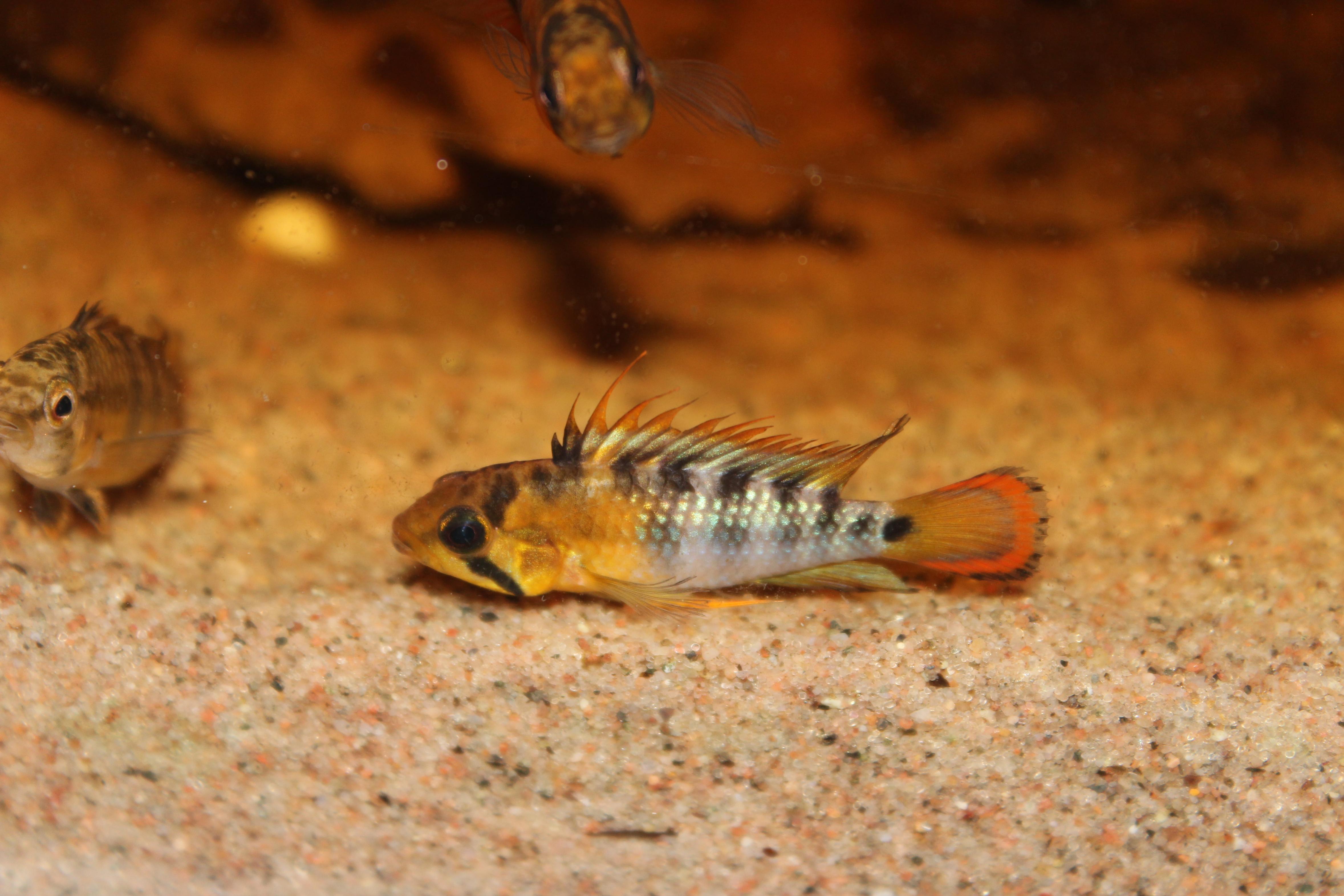 Apistogramma karen. 308.jpg