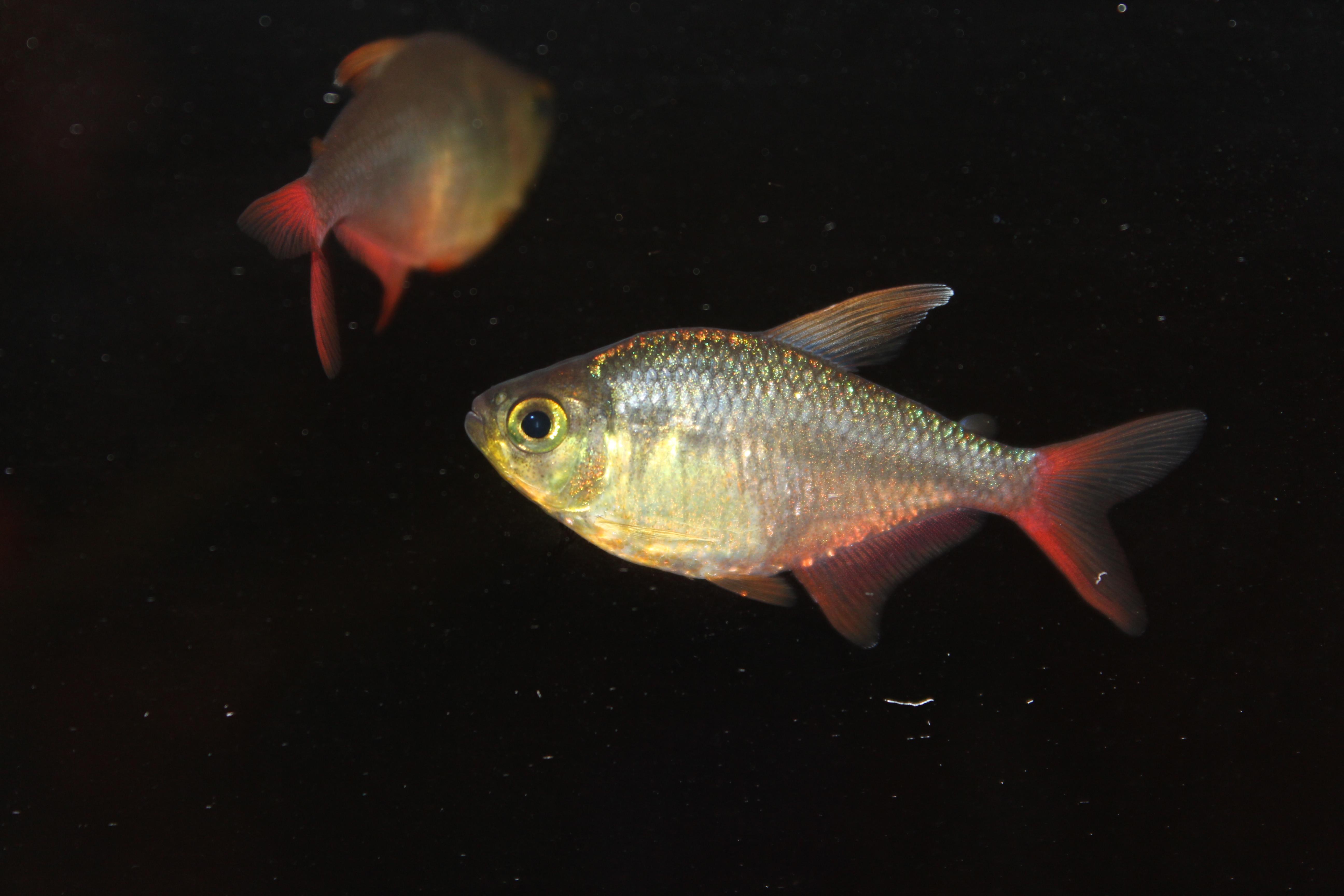 Apistogramma karen. 357.jpg