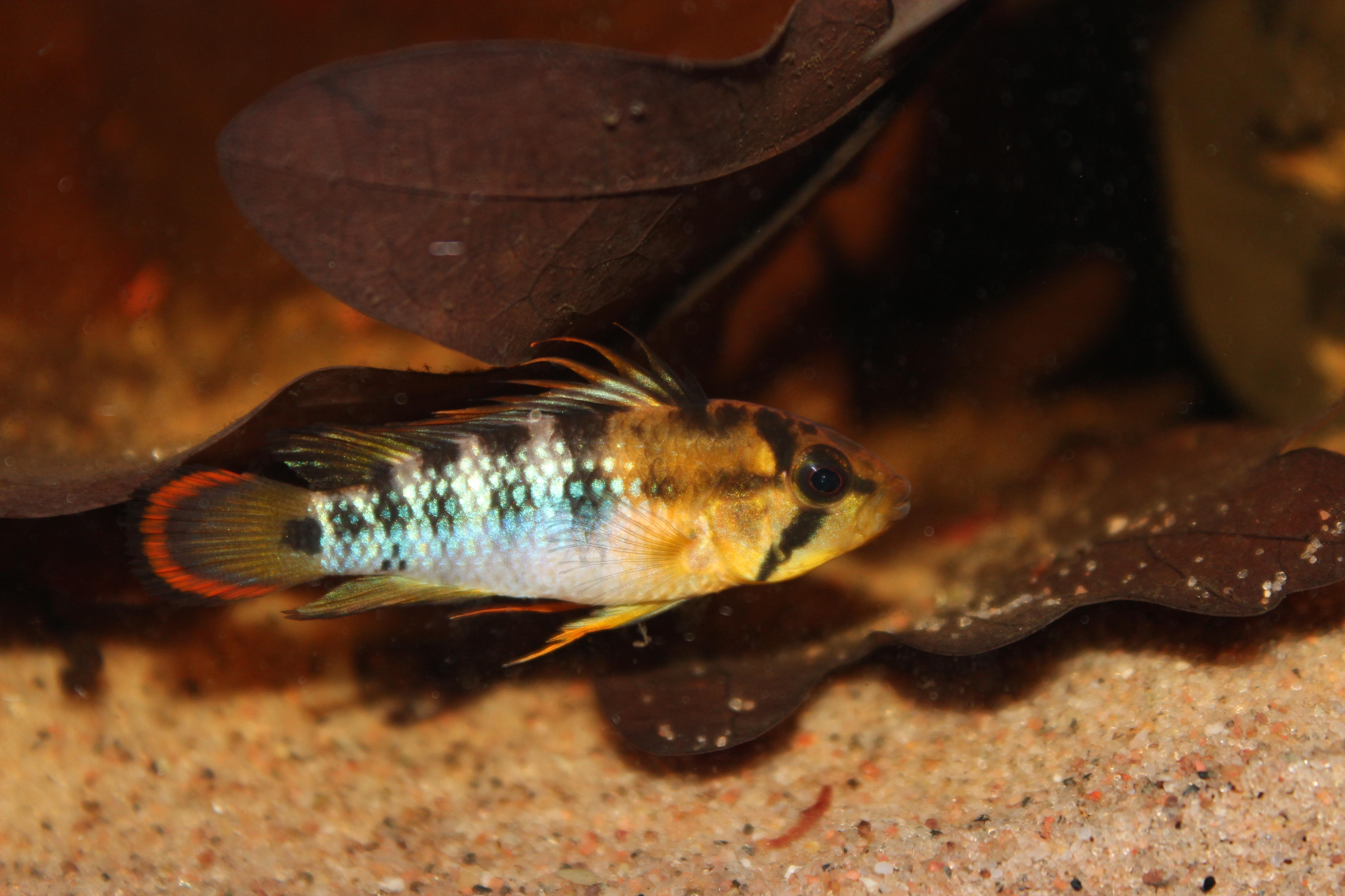 Apistogramma karen. 338.jpg