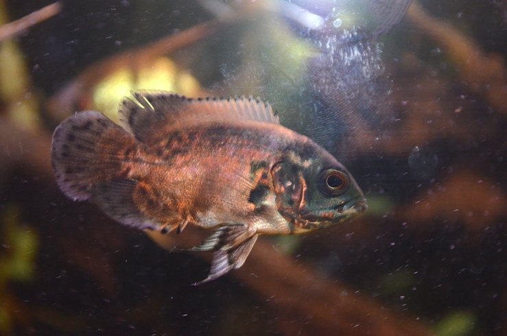 DSC_5075.JPG