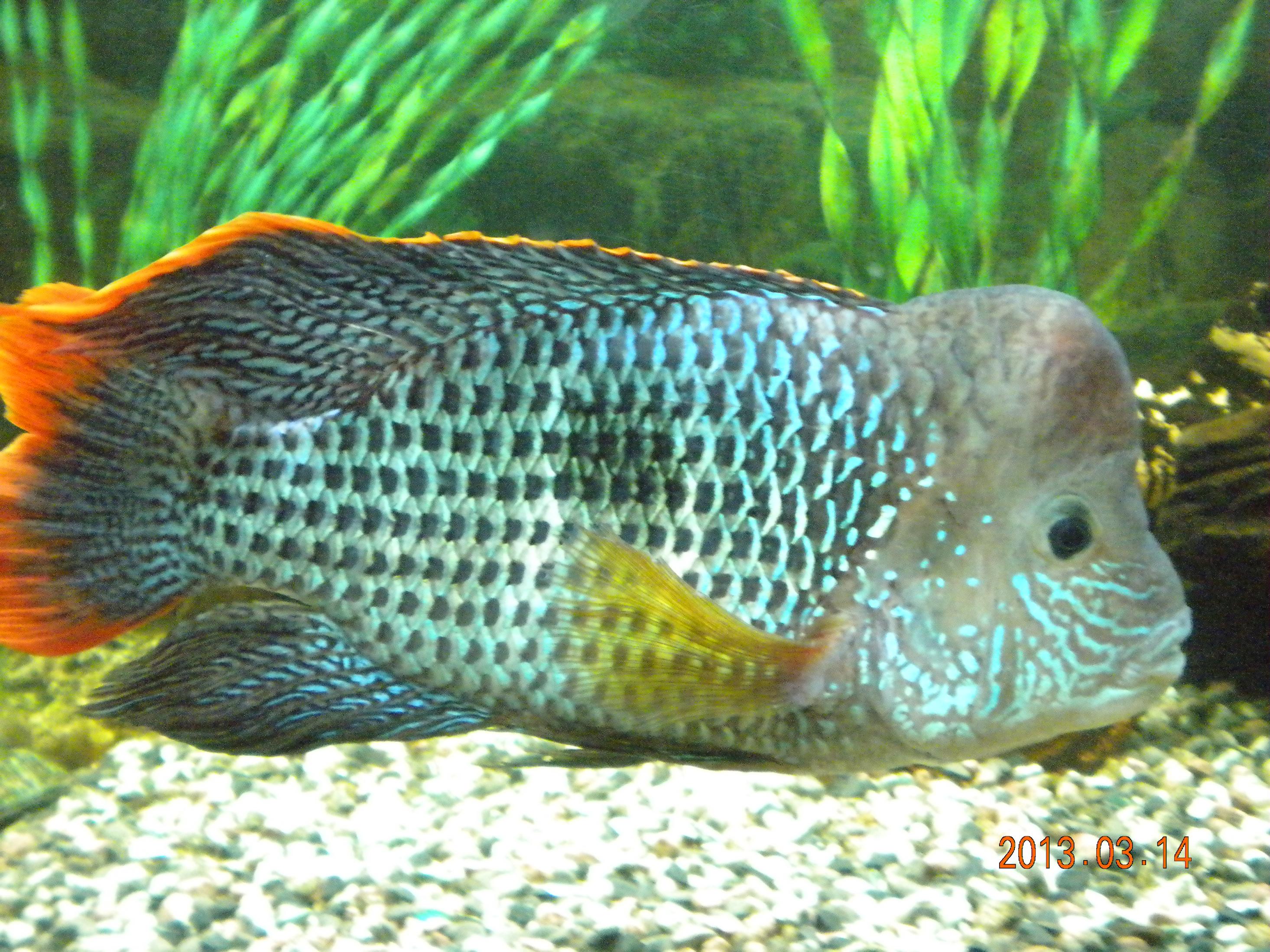 DSCN1286.jpg