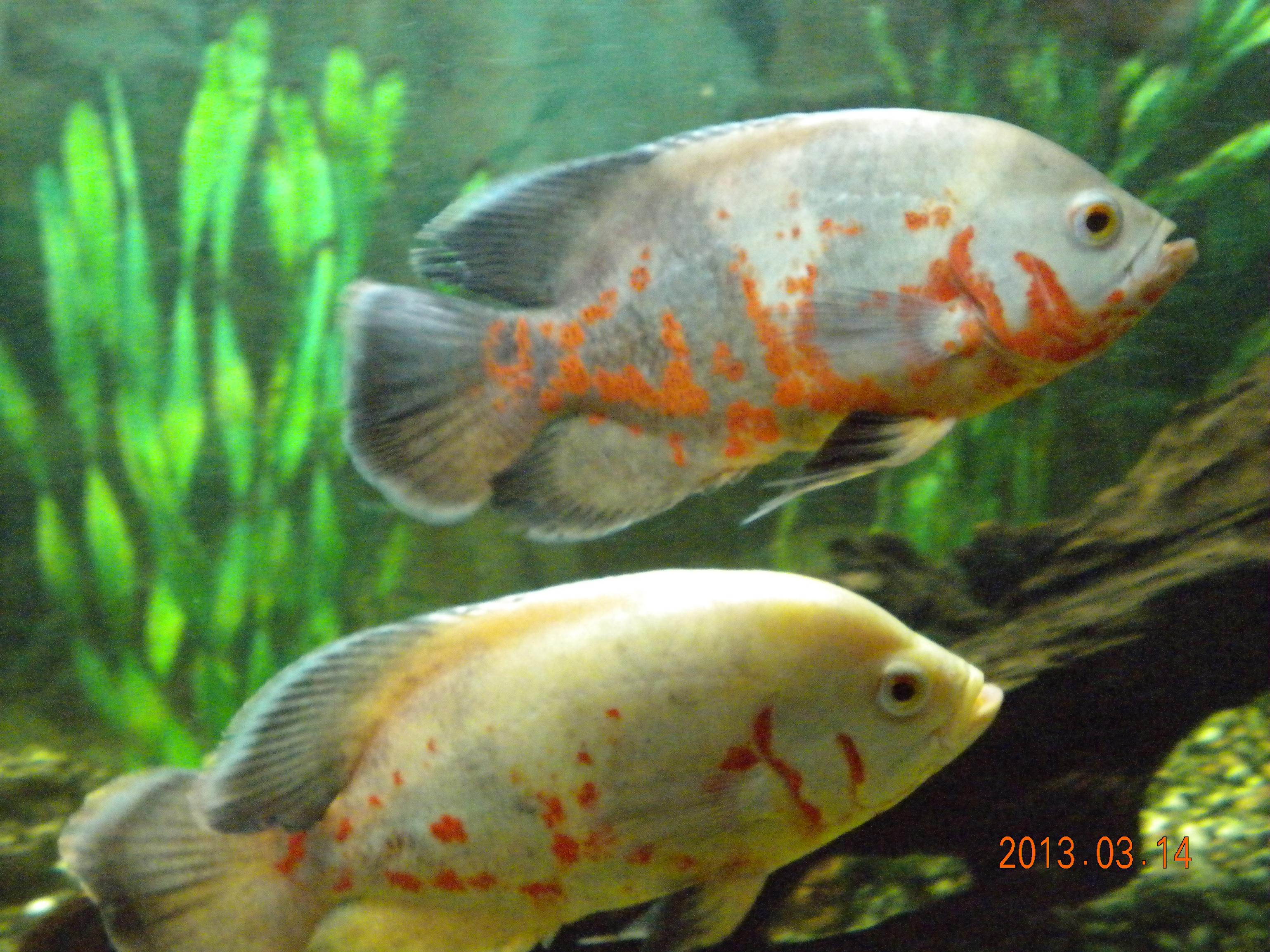 DSCN1285.jpg