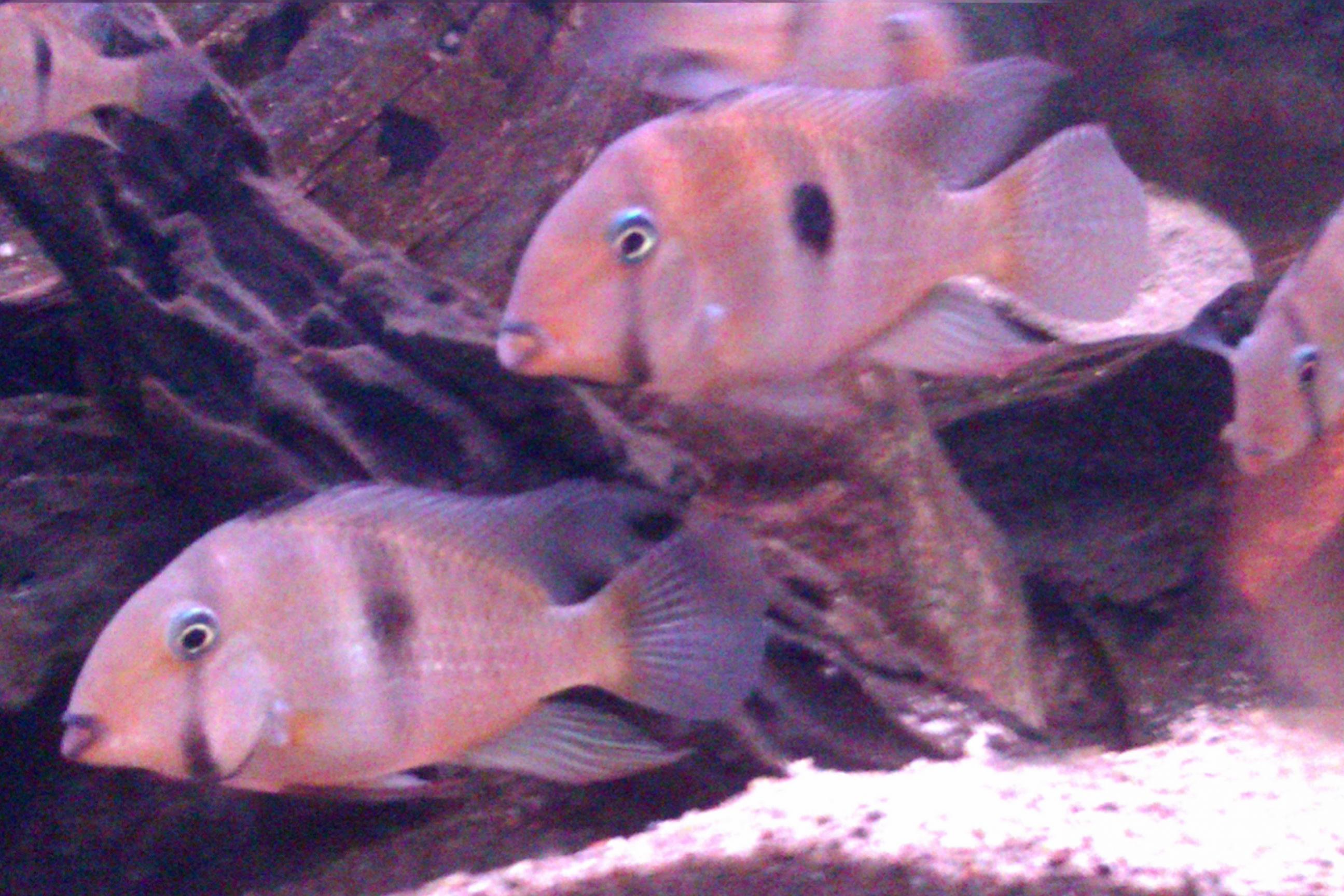 IMAG0811.jpg