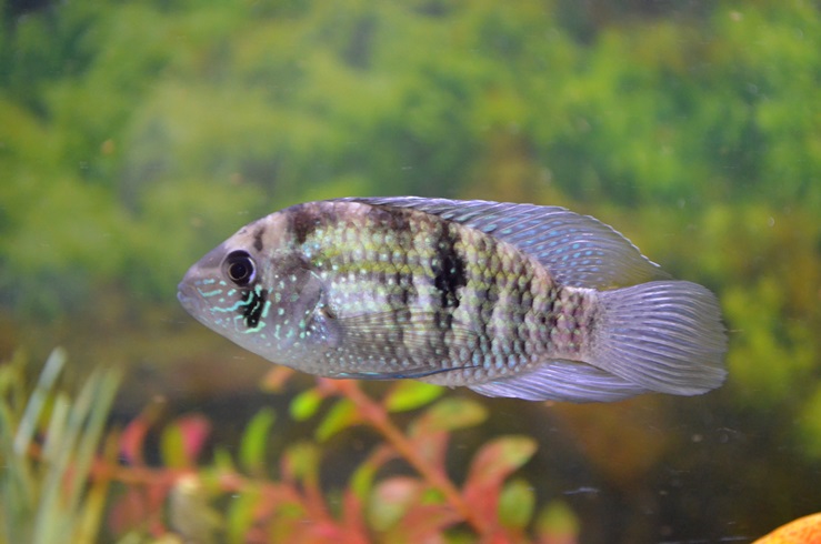 DSC_8045.JPG