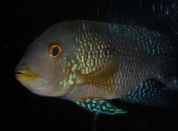 Geophagus brasiliensis Skansens Akvarium.jpg