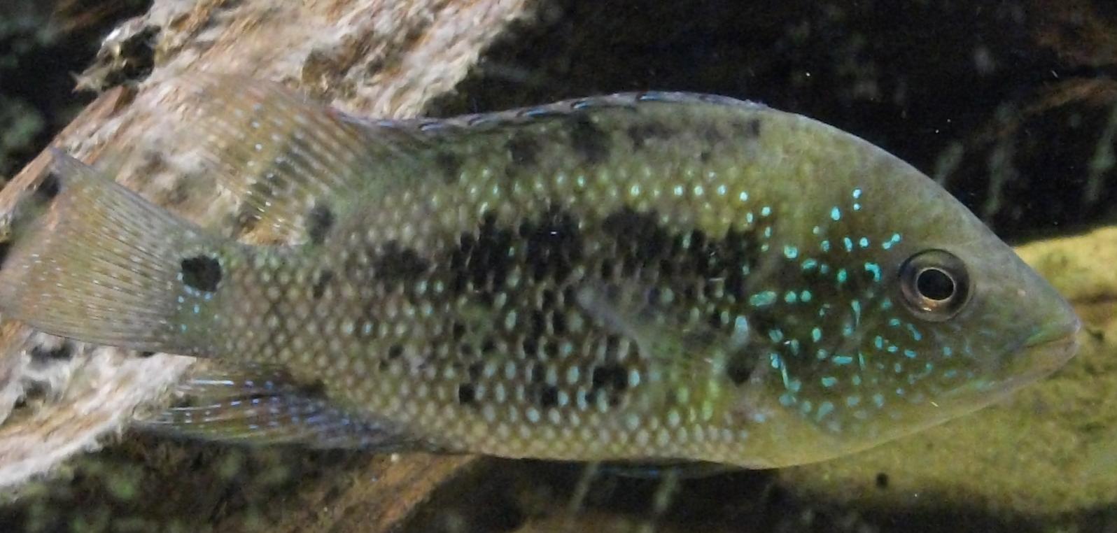 Fisk3.jpg