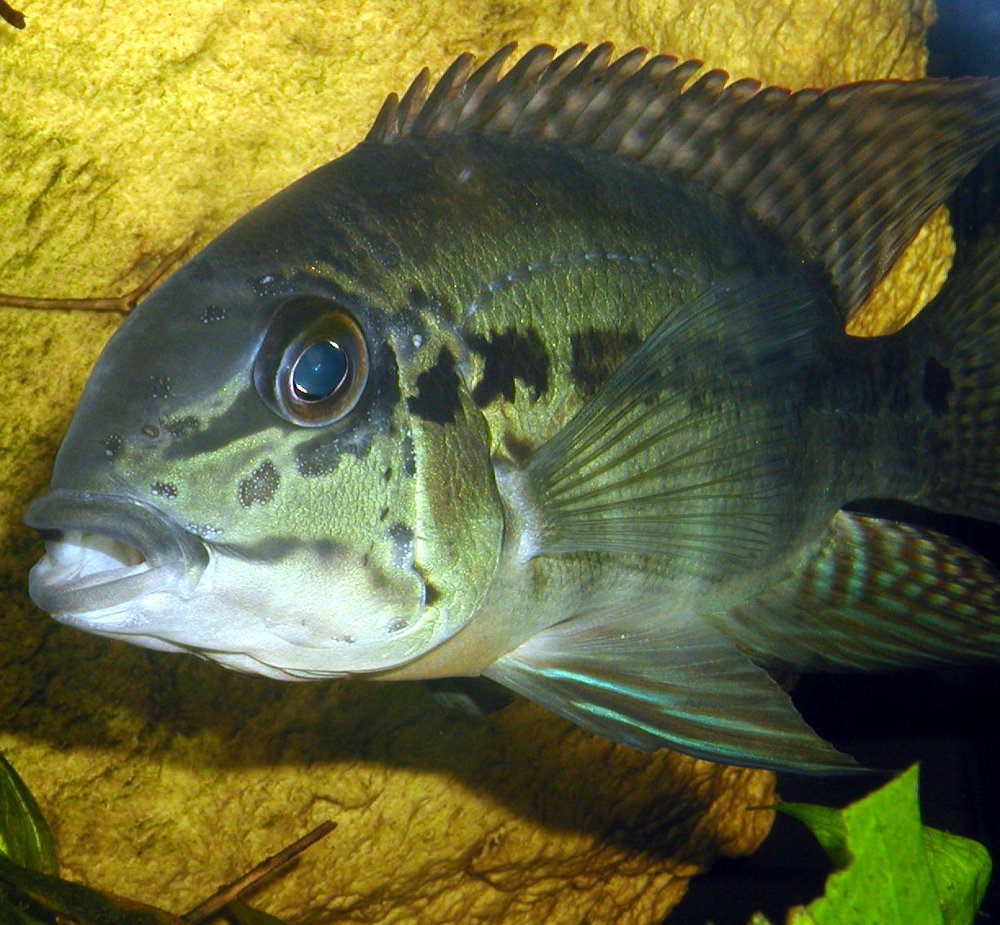 Hoplarchus psittacus EI&amp;#197;1.jpg