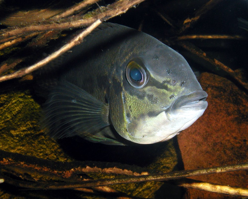 Hoplarchus psittacus EI&amp;#197;2.jpg