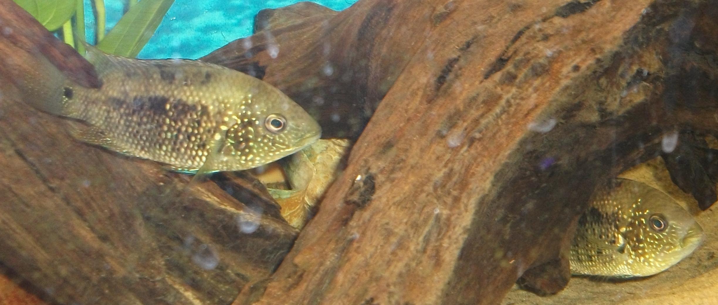 Fisk1.jpg
