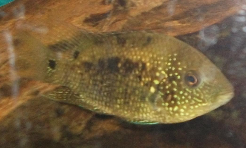 Fisk2.jpg