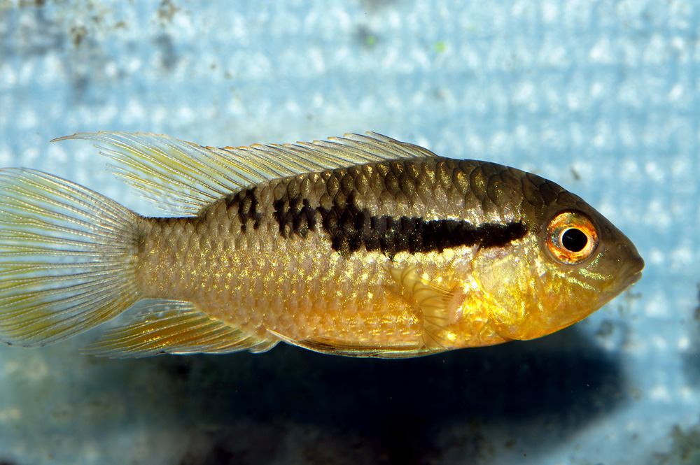 Bujurquina sp Bolivia (2).jpg