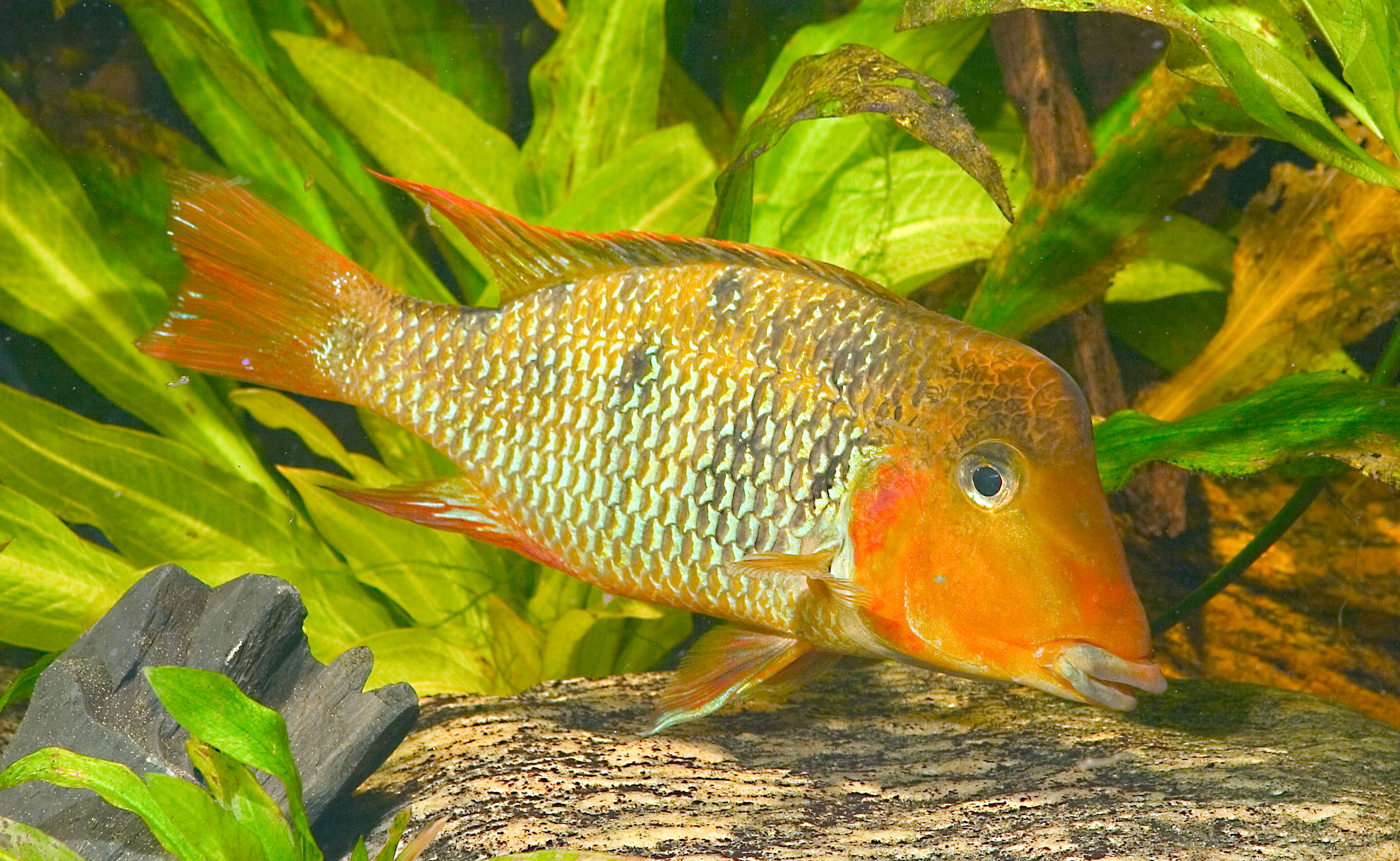 G. crassilabris 1.jpg