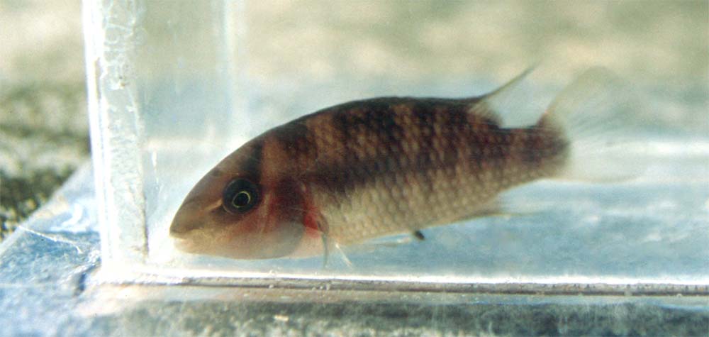 Red Patwa1.jpg