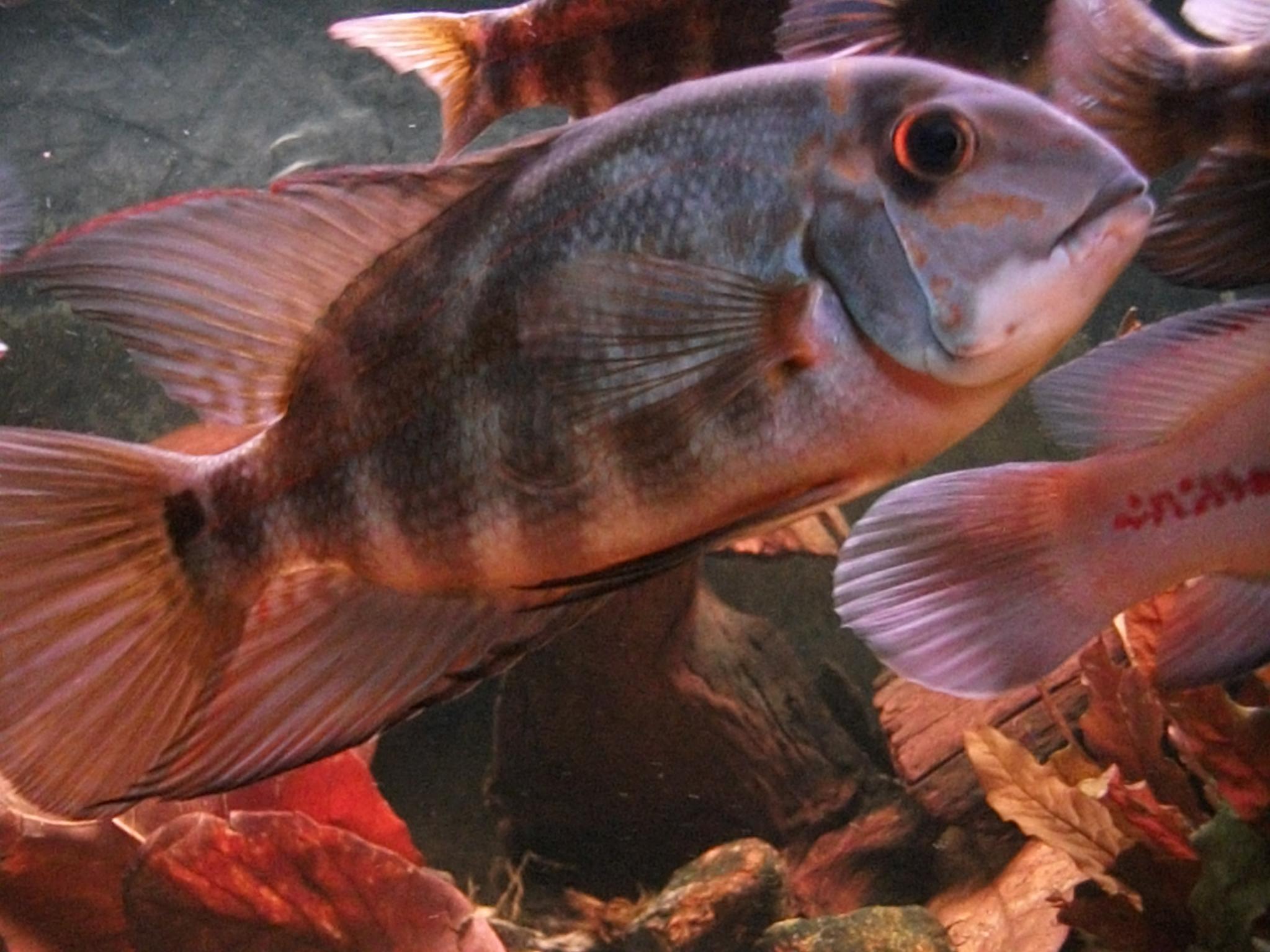 DSCF0932.jpg