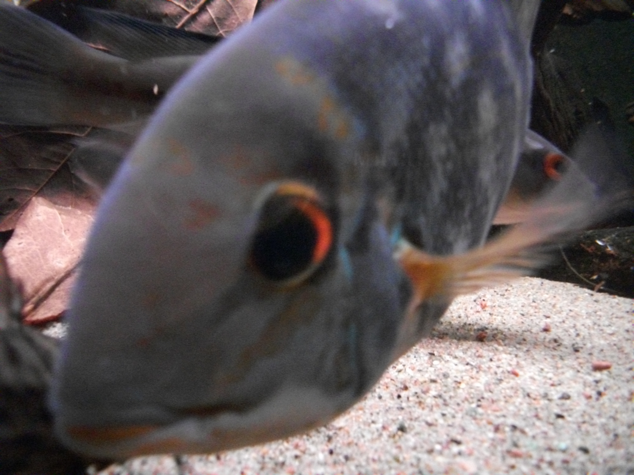 DSCF0955.JPG