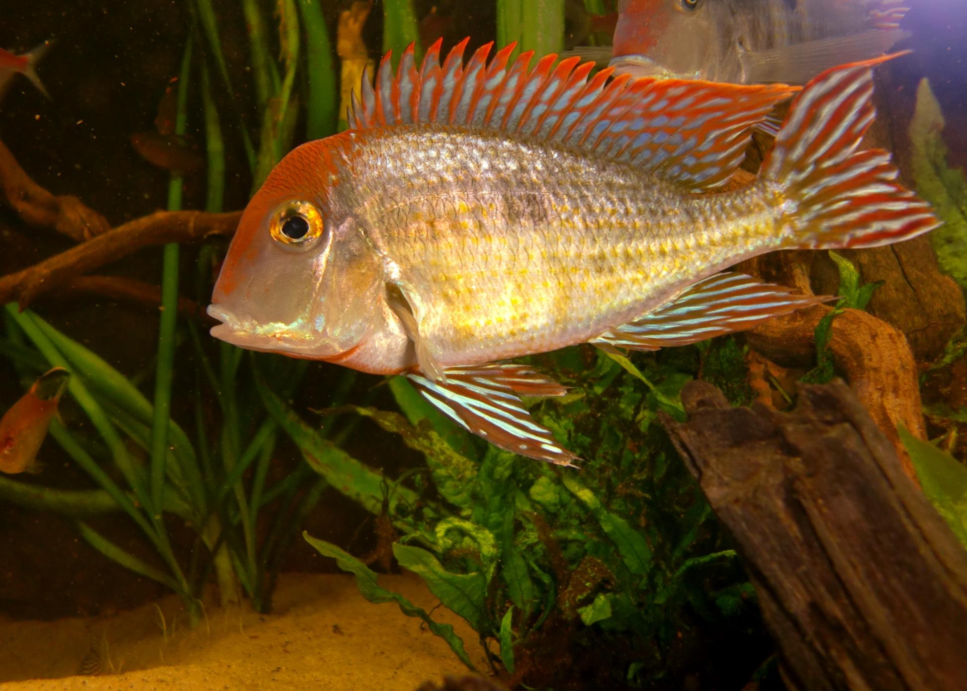 Akvariebilder 023c.jpg