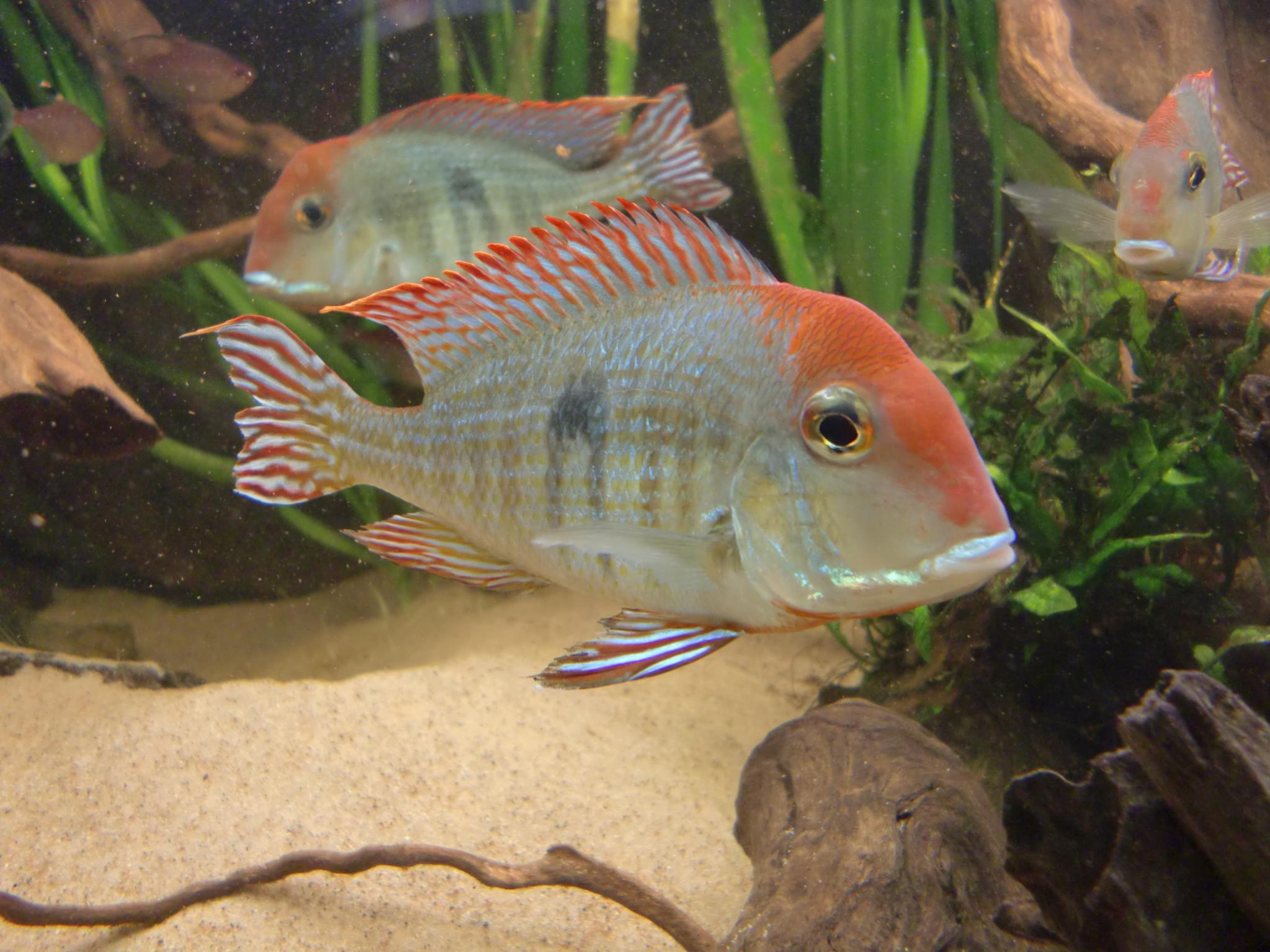 Akvariebilder 013.jpg