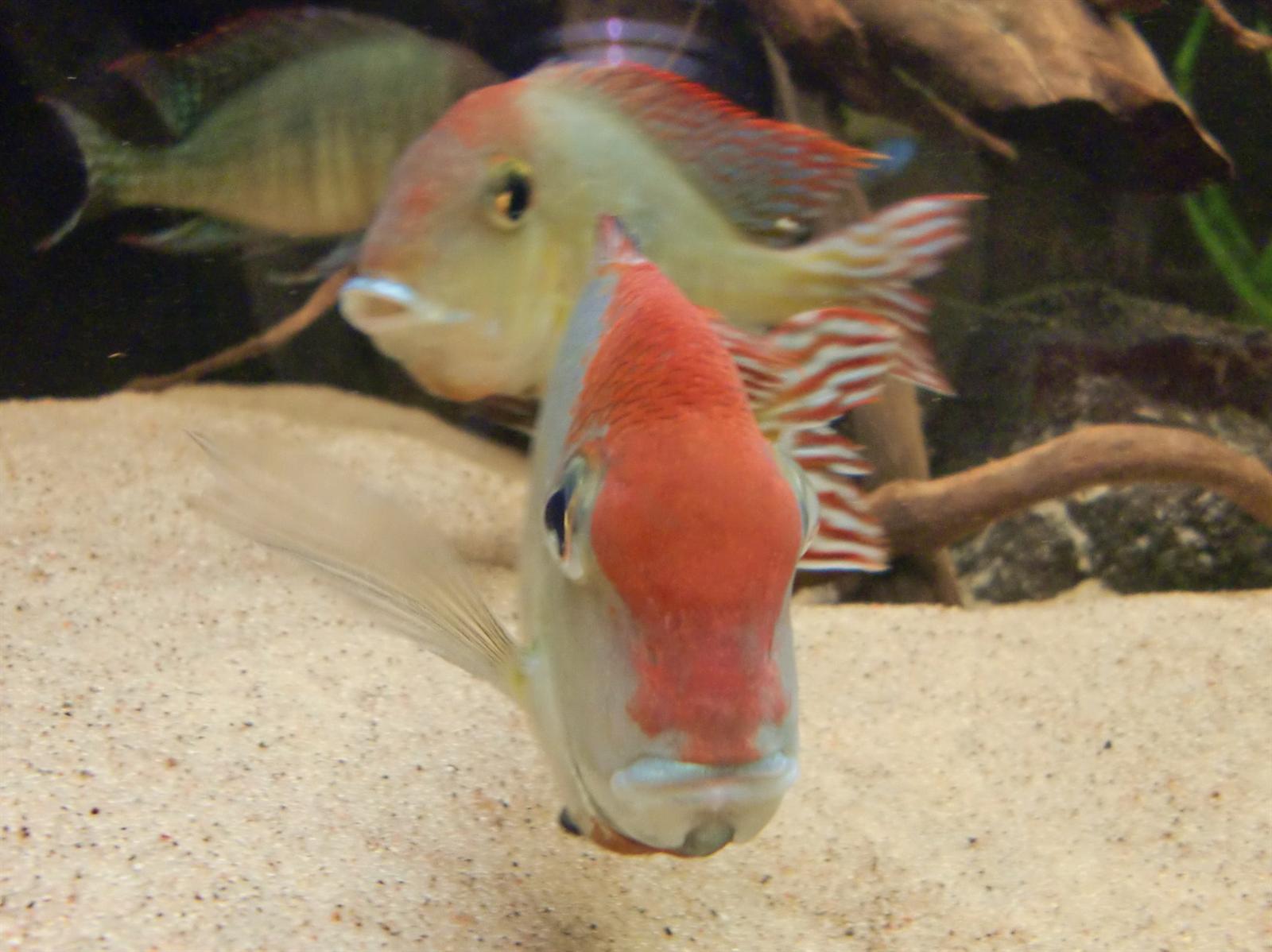 Fiskbilder 034.JPG