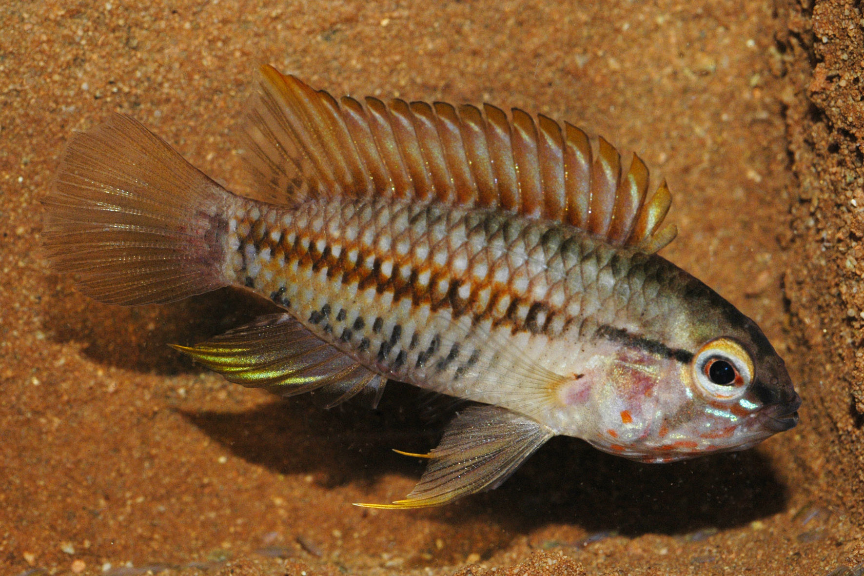 Apistogramma helkeri.jpg