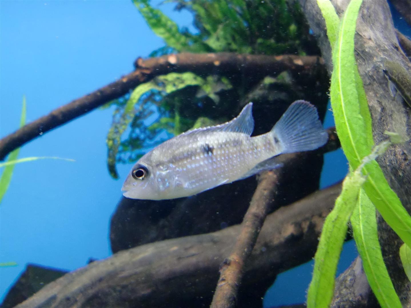Tahuatinsuyoa Hona 1 004 (Large).JPG