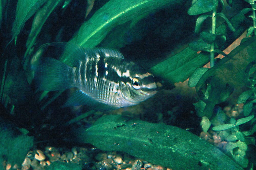 female flavilabris.jpg